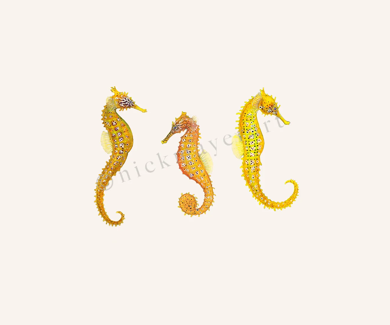 Giant Seahorse Trio Print